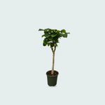 Ficus kopen