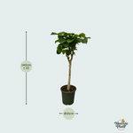 Ficus kopen