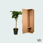 Ficus kopen