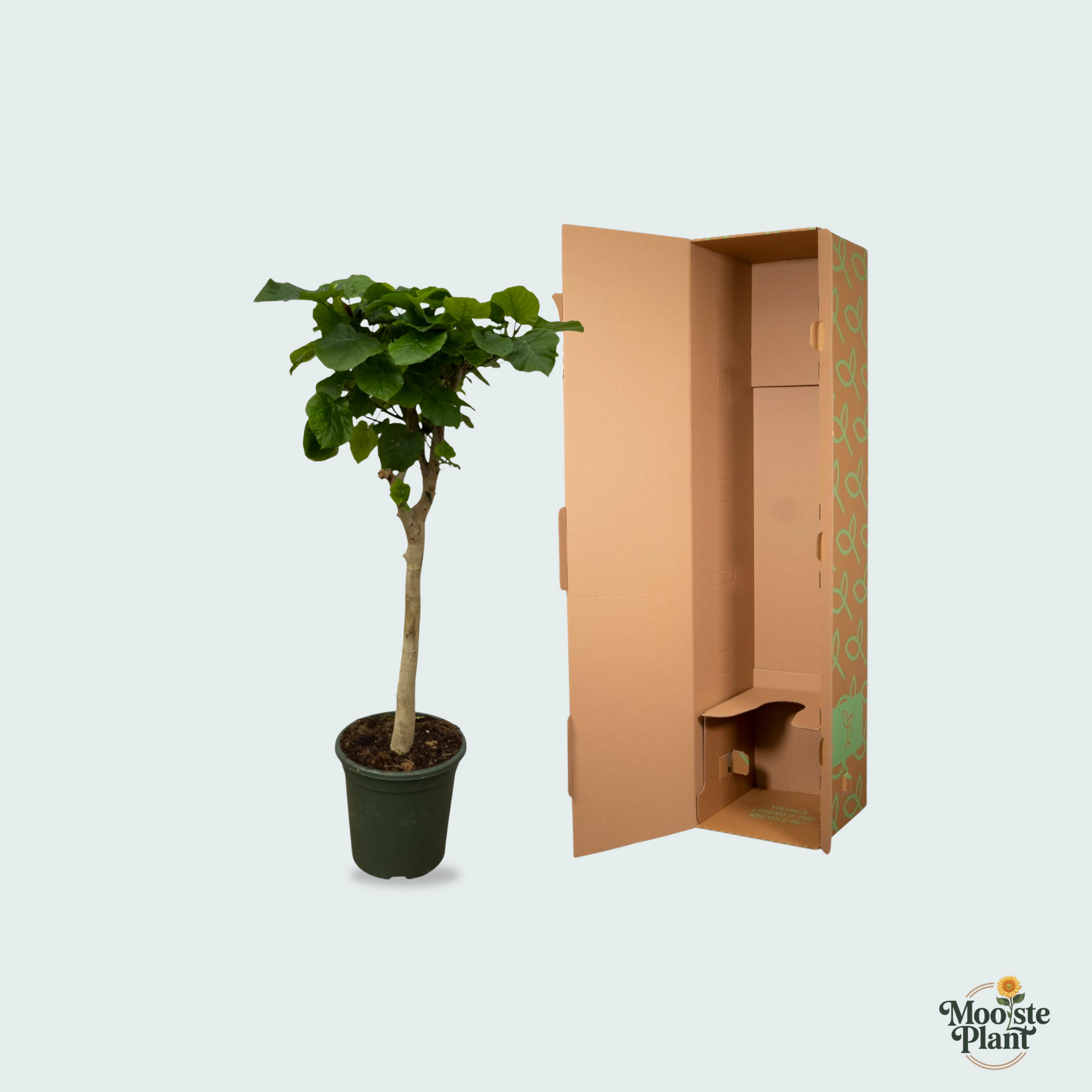 Ficus kopen