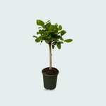 Ficus kopen