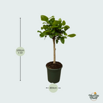 Ficus kopen