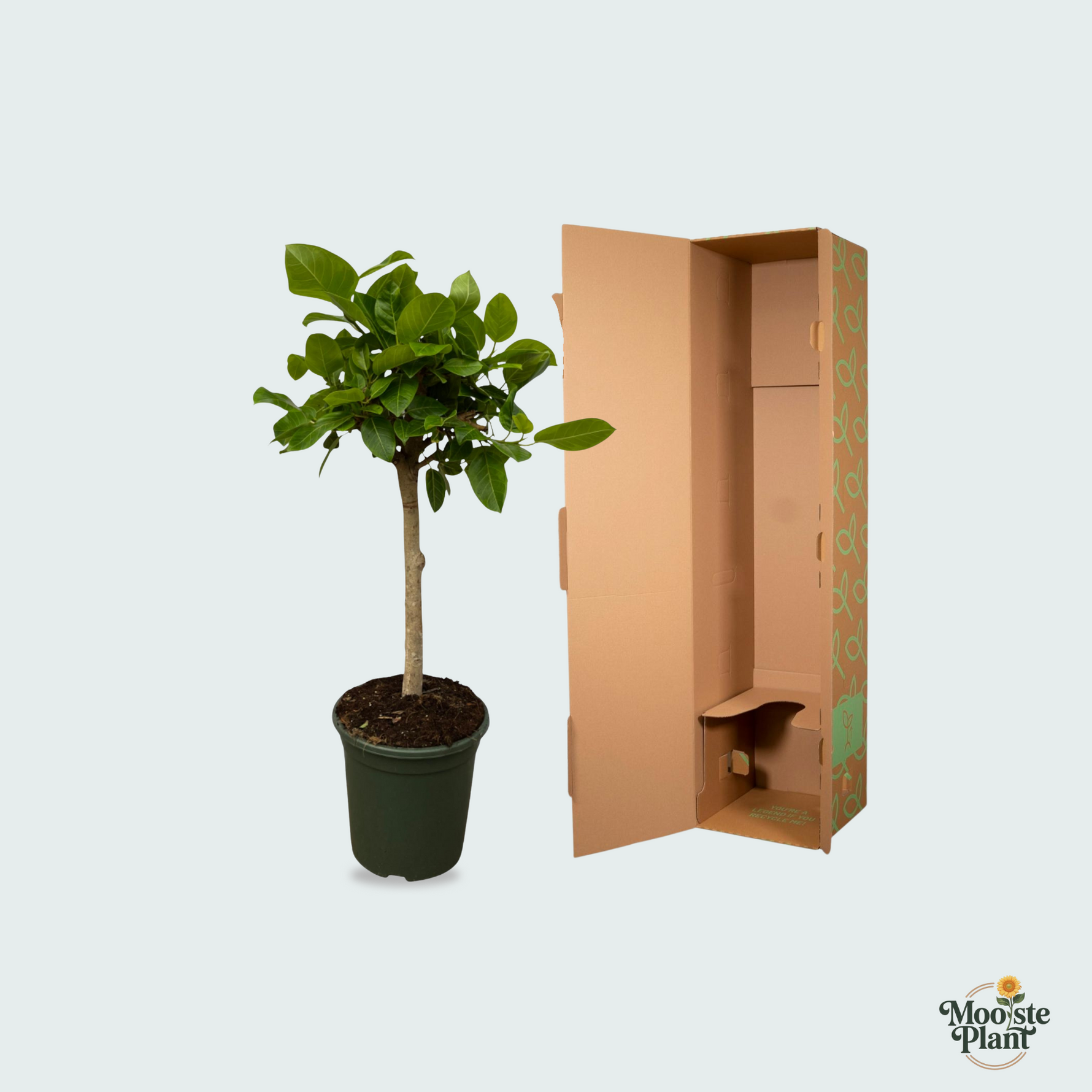 Ficus kopen