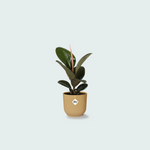 ficus elastica kopen