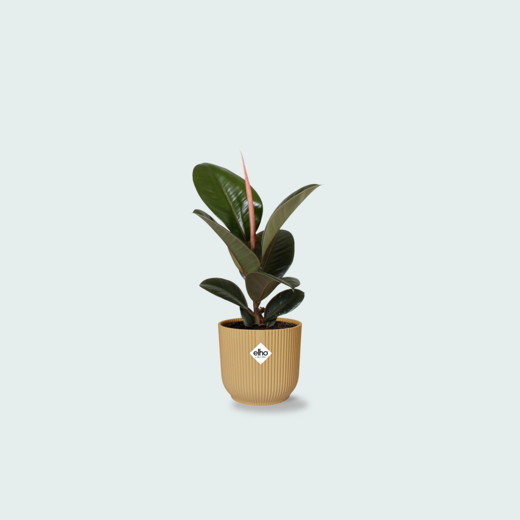 ficus elastica kopen