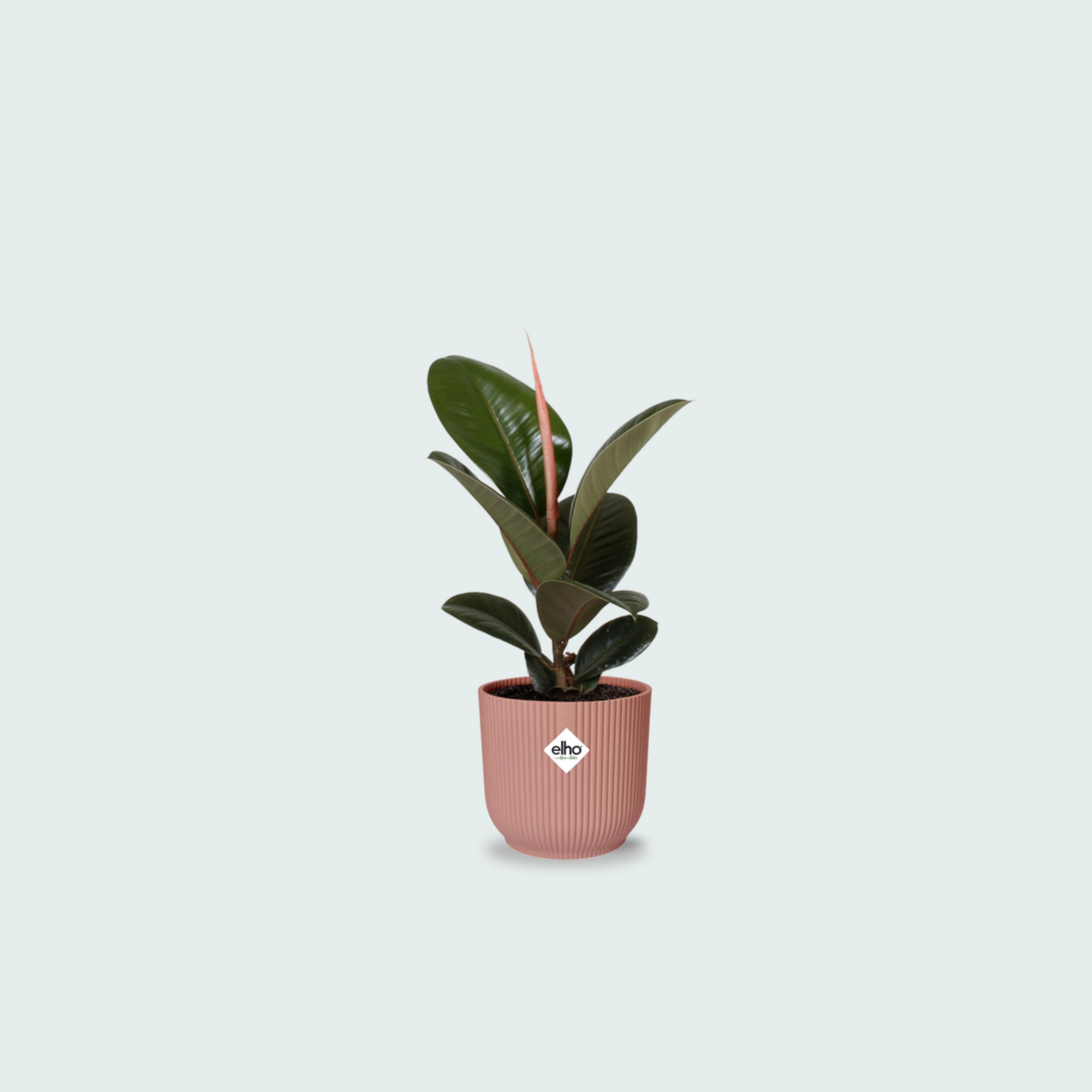 ficus elastica kopen