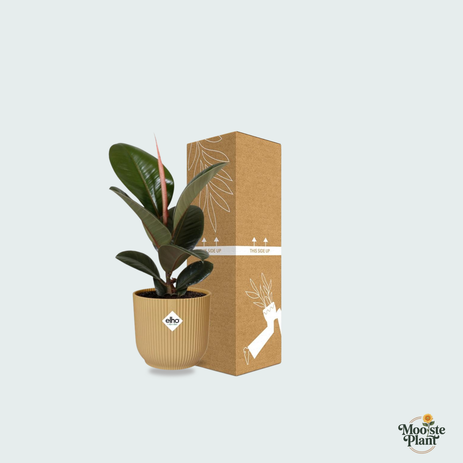 ficus elastica kopen