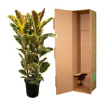 Ficus Elastica Tineke Struik