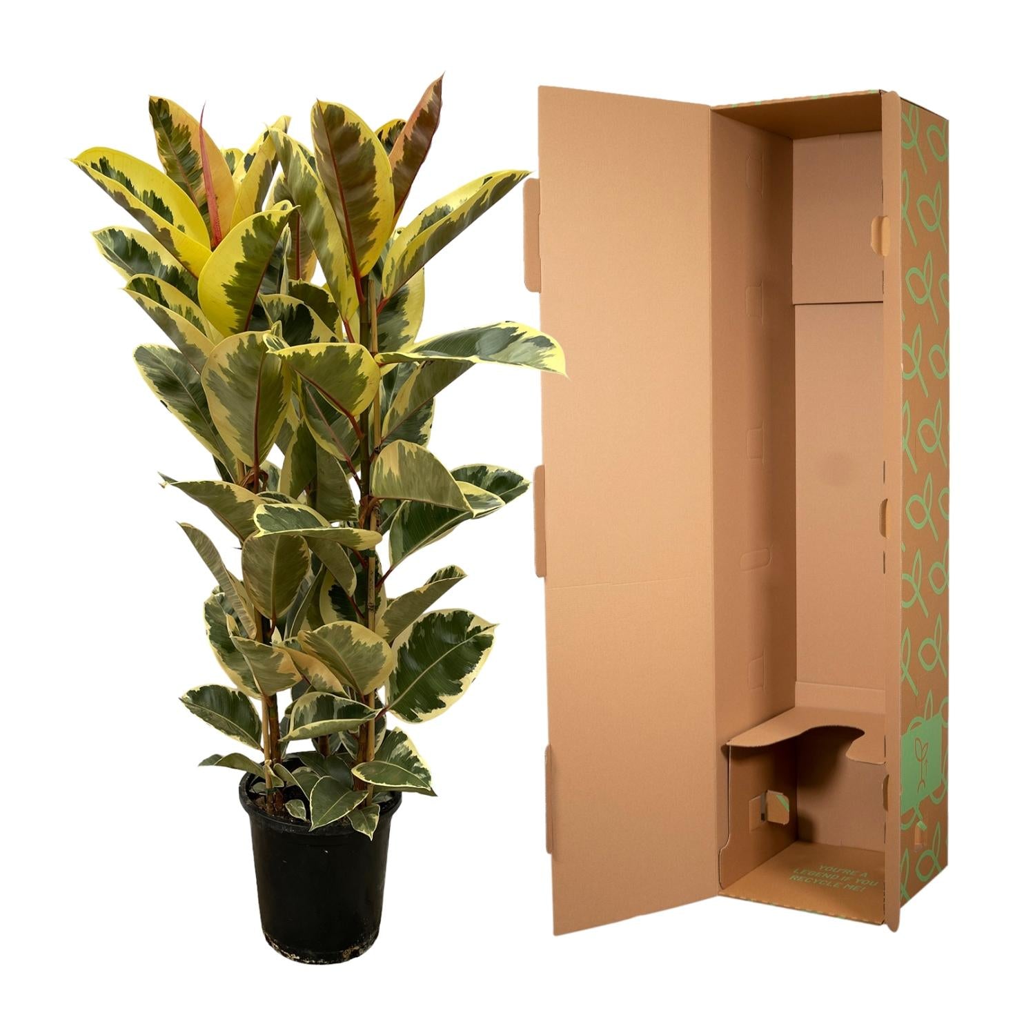 Ficus Elastica Tineke Struik