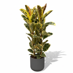 Ficus Elastica Tineke Struik