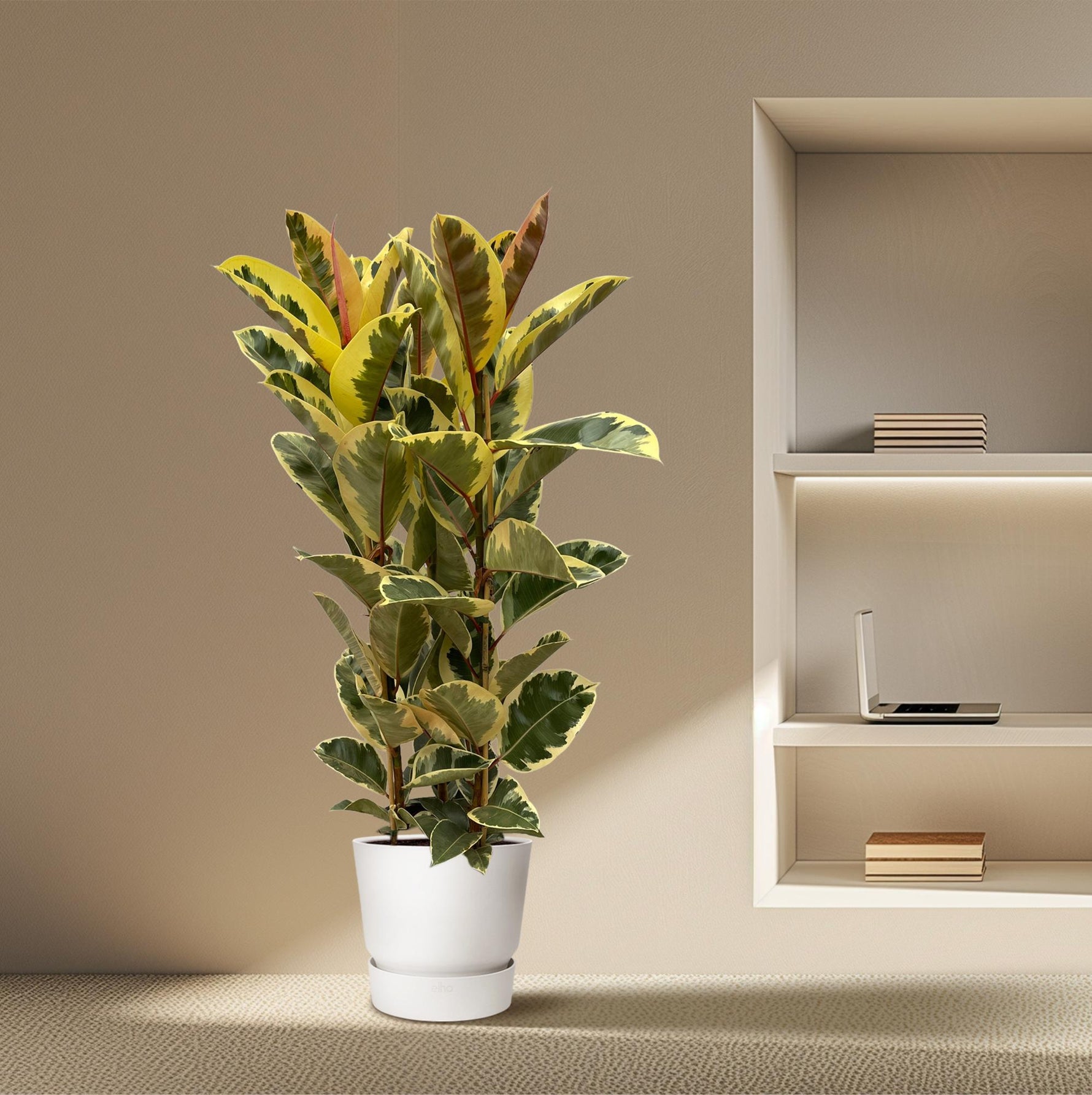 Ficus Elastica Tineke Struik