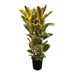 Ficus Elastica Tineke Struik