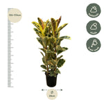 Ficus Elastica Tineke Struik