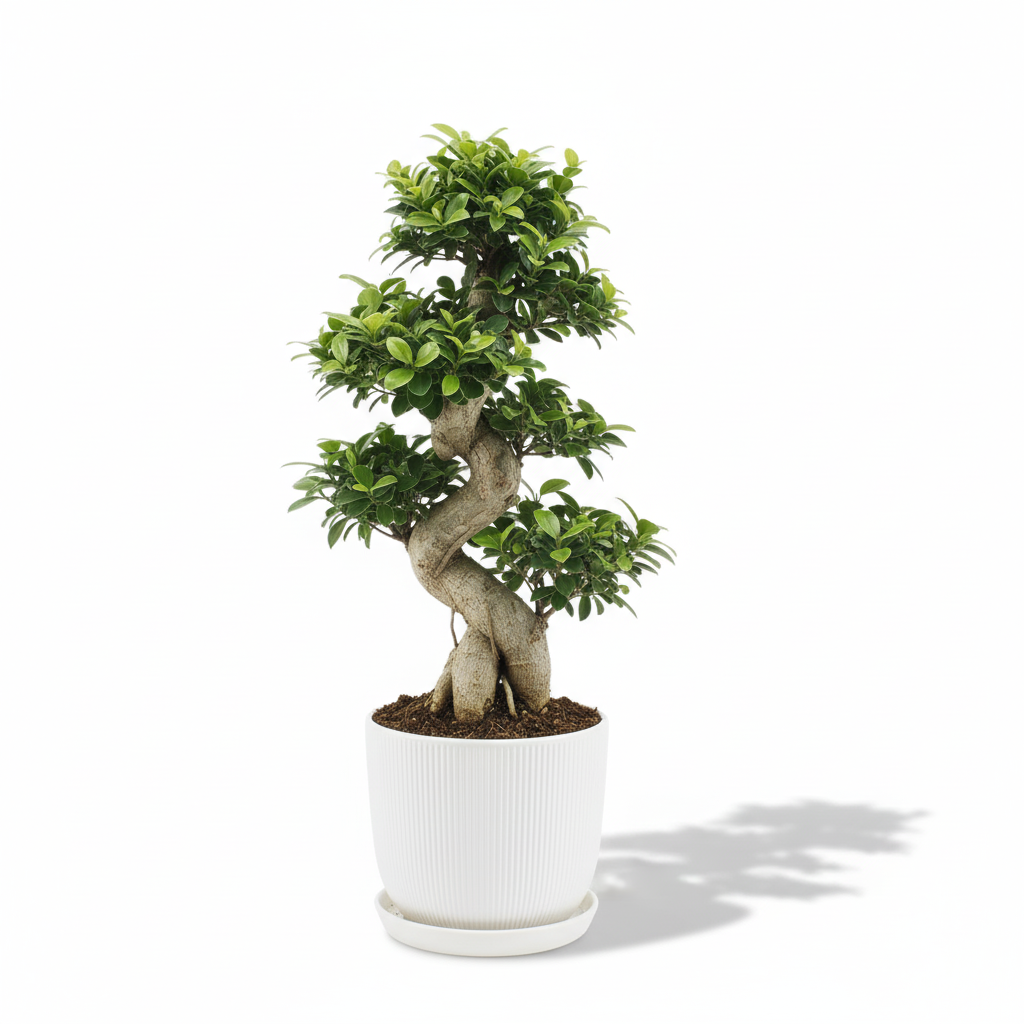 Ficus Ginseng