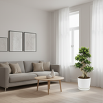 Ficus Ginseng