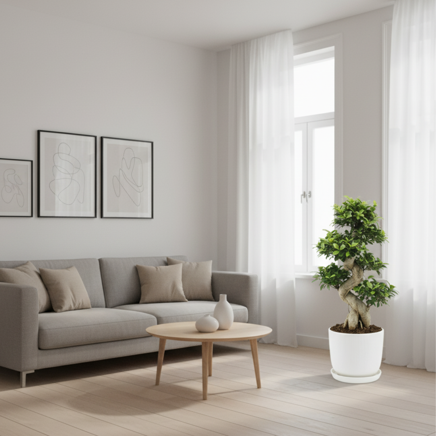 Ficus Ginseng