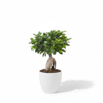 Ficus Ginseng-40cm