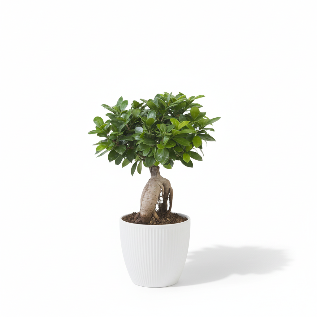 Ficus Ginseng-40cm