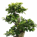 Ficus Ginseng