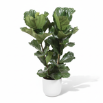 Ficus Lyrata-100cm