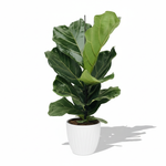 Ficus Lyrata