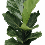 Ficus Lyrata