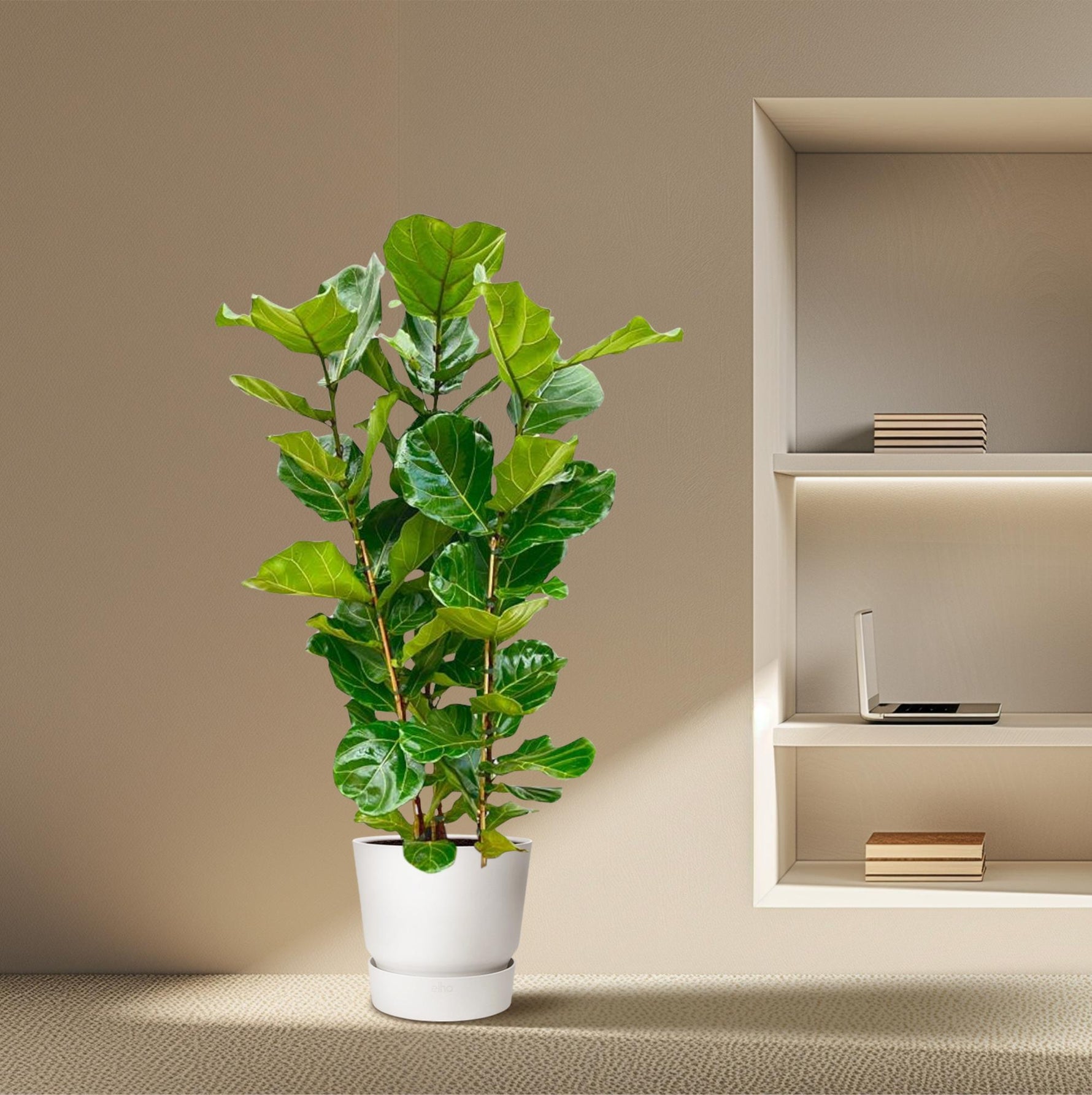 Ficus Lyrata kopen