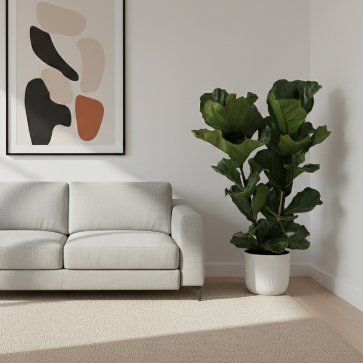 Ficus Lyrata-100cm