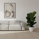Ficus Lyrata