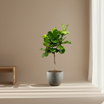 Ficus Lyrata