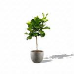 Ficus Lyrata Boom
