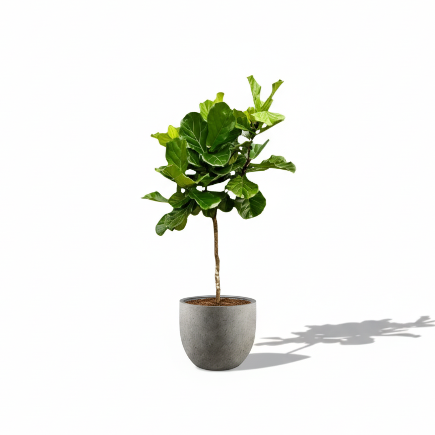 Ficus Lyrata Boom