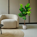Ficus Lyrata Kopen