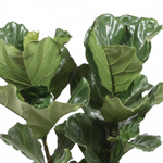 Ficus Lyrata-100cm