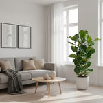 Ficus Lyrata Struik