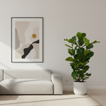 Ficus Lyrata Struik