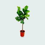 Ficus Lyrata Kopen