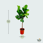 Ficus Lyrata Kopen