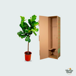 Ficus Lyrata Kopen