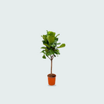 Ficus Lyrata kopen