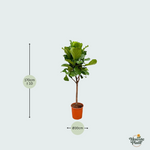 Ficus Lyrata kopen