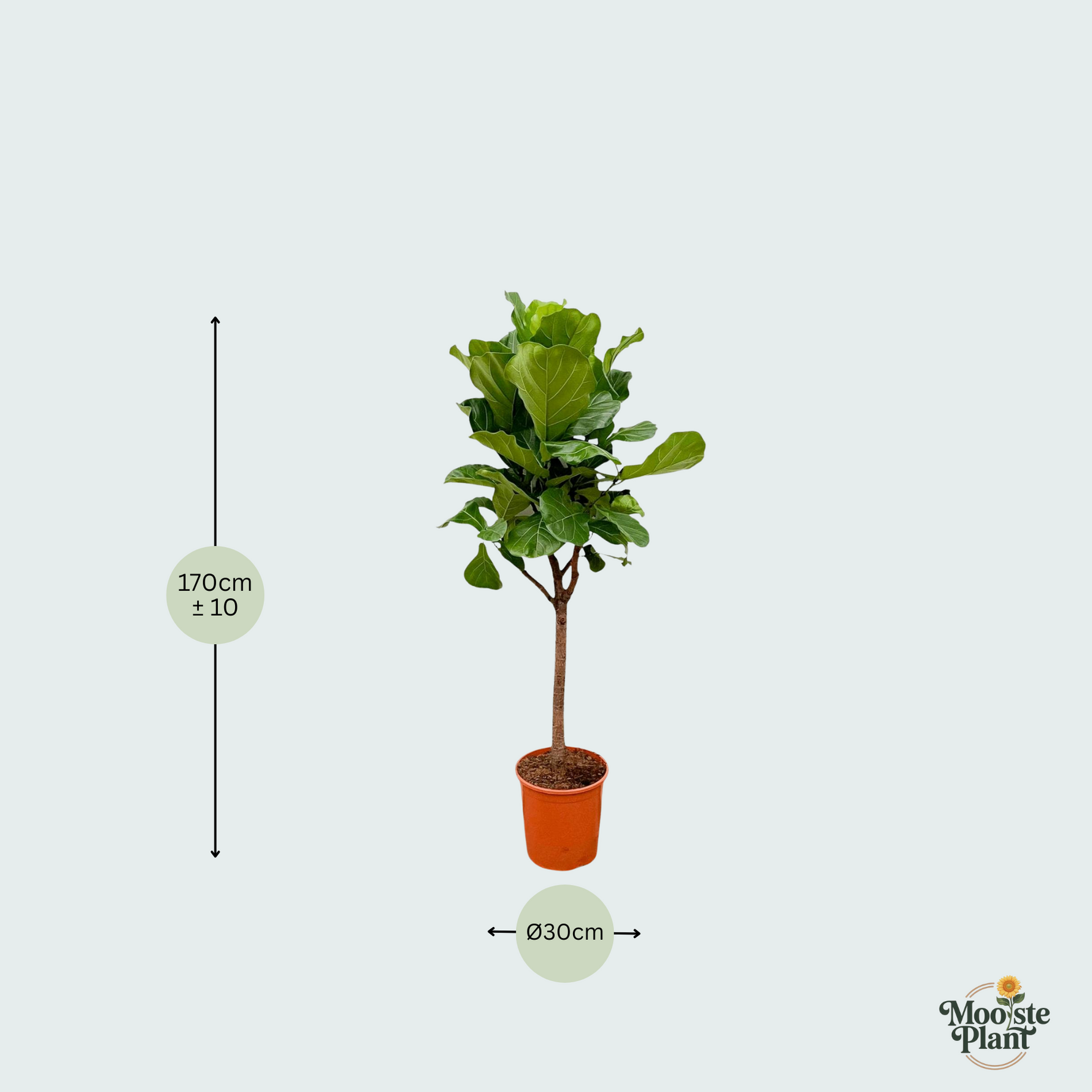 Ficus Lyrata kopen