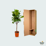 Ficus Lyrata kopen