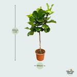 Ficus Lyrata kopen
