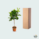 Ficus Lyrata kopen