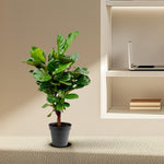 Ficus Lyrata kopen