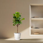 Ficus Lyrata kopen