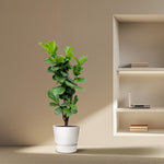 Ficus Lyrata kopen