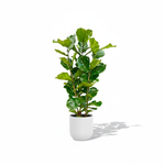 Ficus Lyrata Struik