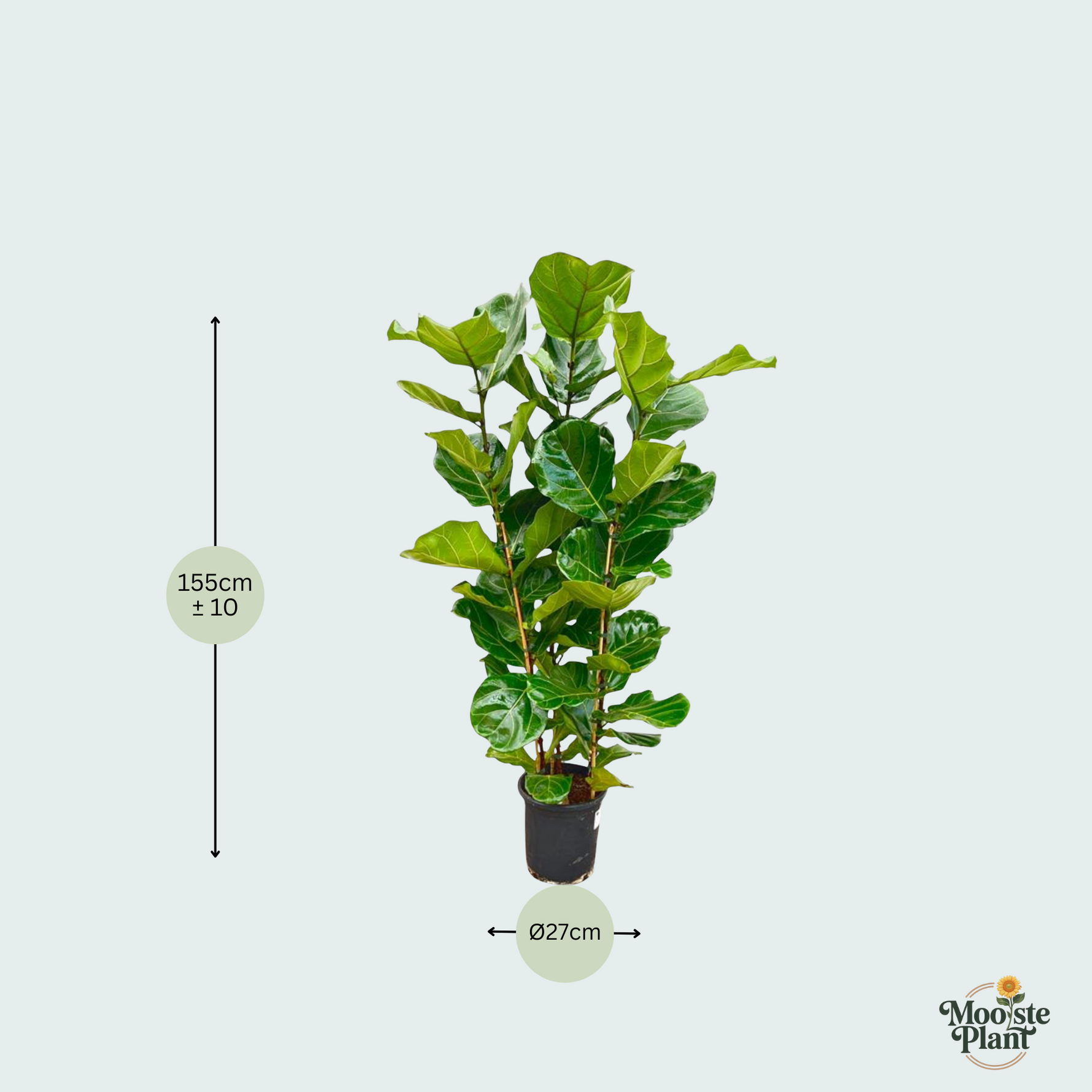 Ficus Lyrata kopen